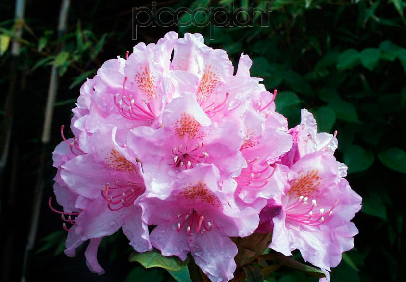 Rododendron ´allah´