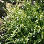 Allium_paradoxum_01
