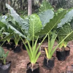 Alocasia-Macrorrhiza.jpg