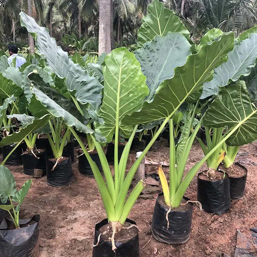 Alocasia macrorrhiza