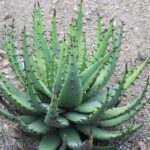 Aloe melanacantha perfect phil