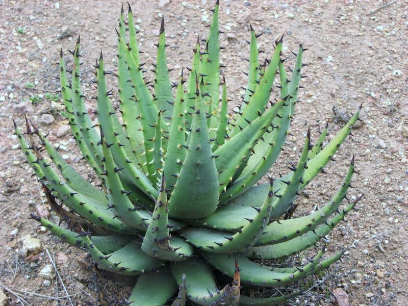 Aloe melanacantha
