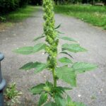 Amaranthus_retroflexus_full1