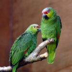 Amazona_autumnalis_lilacina_-Chester_Zoo_-a_pair-8a