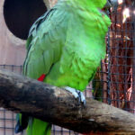 Amazona_diadema_(26728838050)