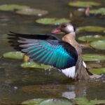 Amazonetta_brasiliensis