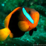 Amphiprion_melanopus_2RLS
