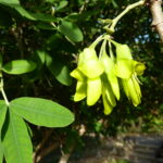 Anagyris_latifolia_-_flowers