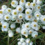 Anapahlis_margaritacea