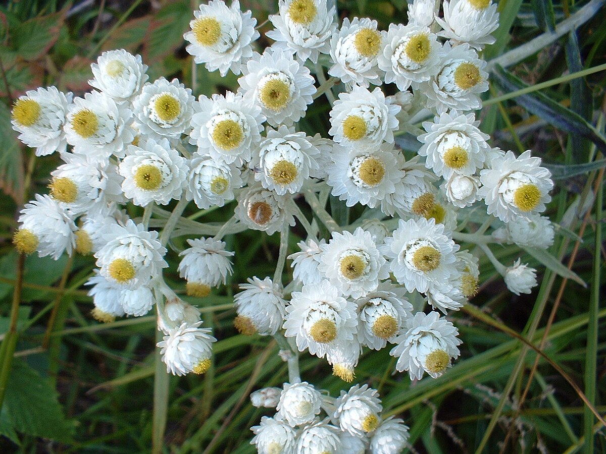 Plesnivka perlová