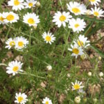 Anthemis_austriaca_(Österreich-Hundskamille)_IMG_8301