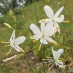 Anthericum_ramosum_250605a