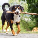 Sennenhund playing with long branch