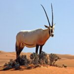 Arabian_oryx_(oryx_leucoryx)