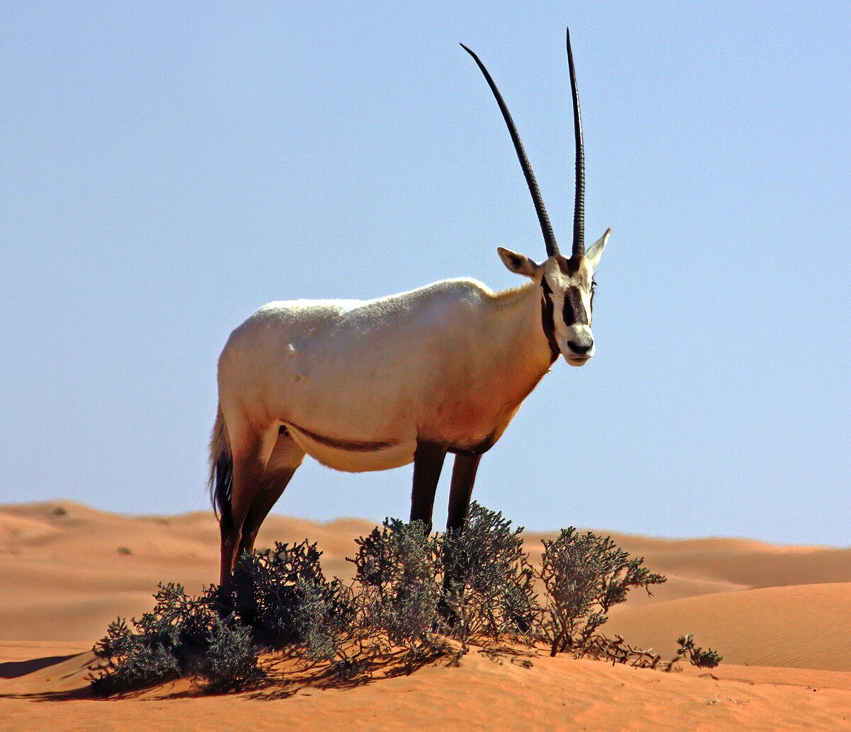 Přímorožec arabský
