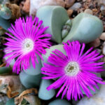 Argyroderma-delaetii-Babys-Bottom2