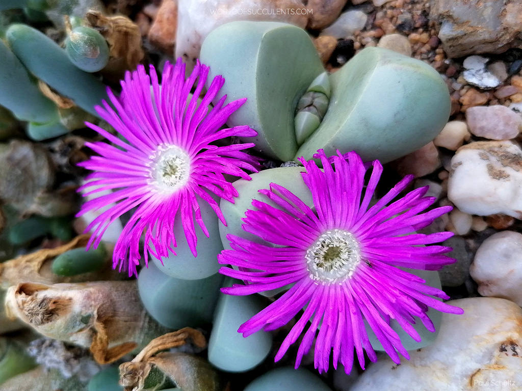 Argyroderma delaetii