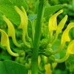 Aristolochia_clematitis_002