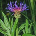 Asteraceae – Centaurea triumfettii