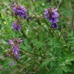 Astragalus-norvegicus-2