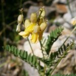 Astragalus_penduliflorus_004