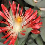 Astridia_longifolia_pm_01