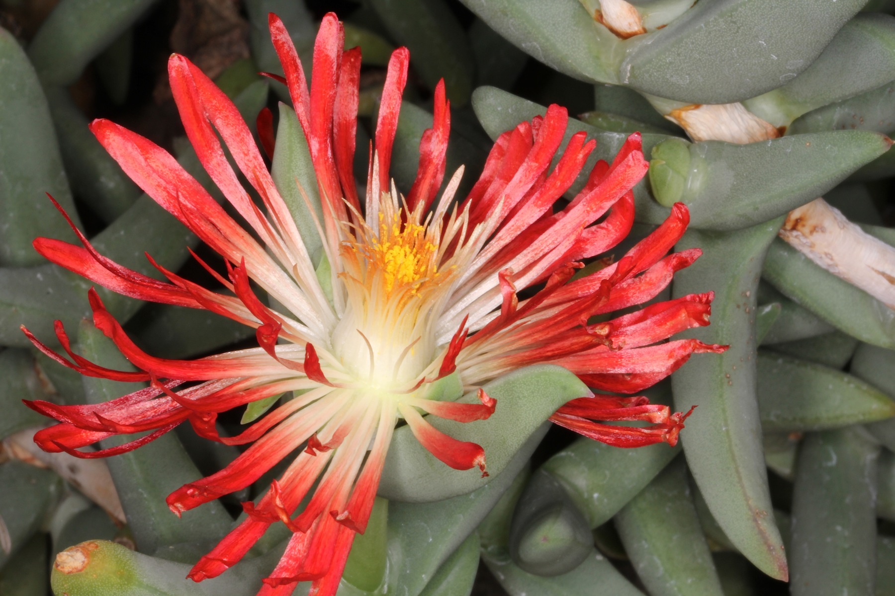 Astridia longifolia