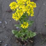 GeorgienKazbegiStepantsmindaBarbarea vulgaris (determined by Franz Xaver)