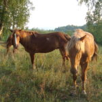 Bashkir_horse