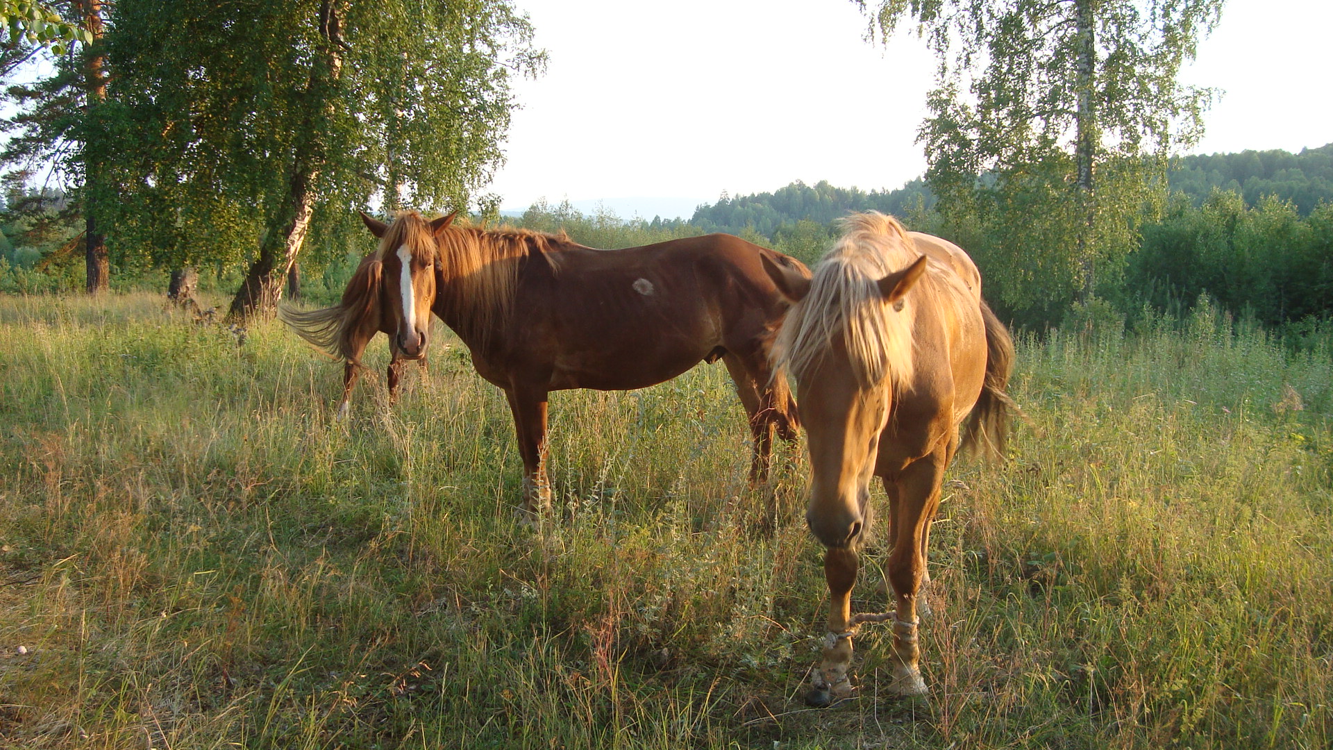 Baškirský kůň