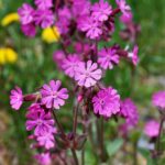 Bayrischer_Wald_9929
