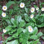 Stokroč horská Bellidiastrum_michelii_a3