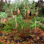 Bencomia_caudata_-_Royal_Botanical_Garden,_Madrid