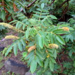 Bencomia_sphaerocarpa_kz1