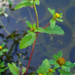 Bidens_tripartita_003