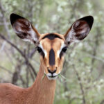 Black-faced_impala_(Aepyceros_melampus_petersi)_female_head