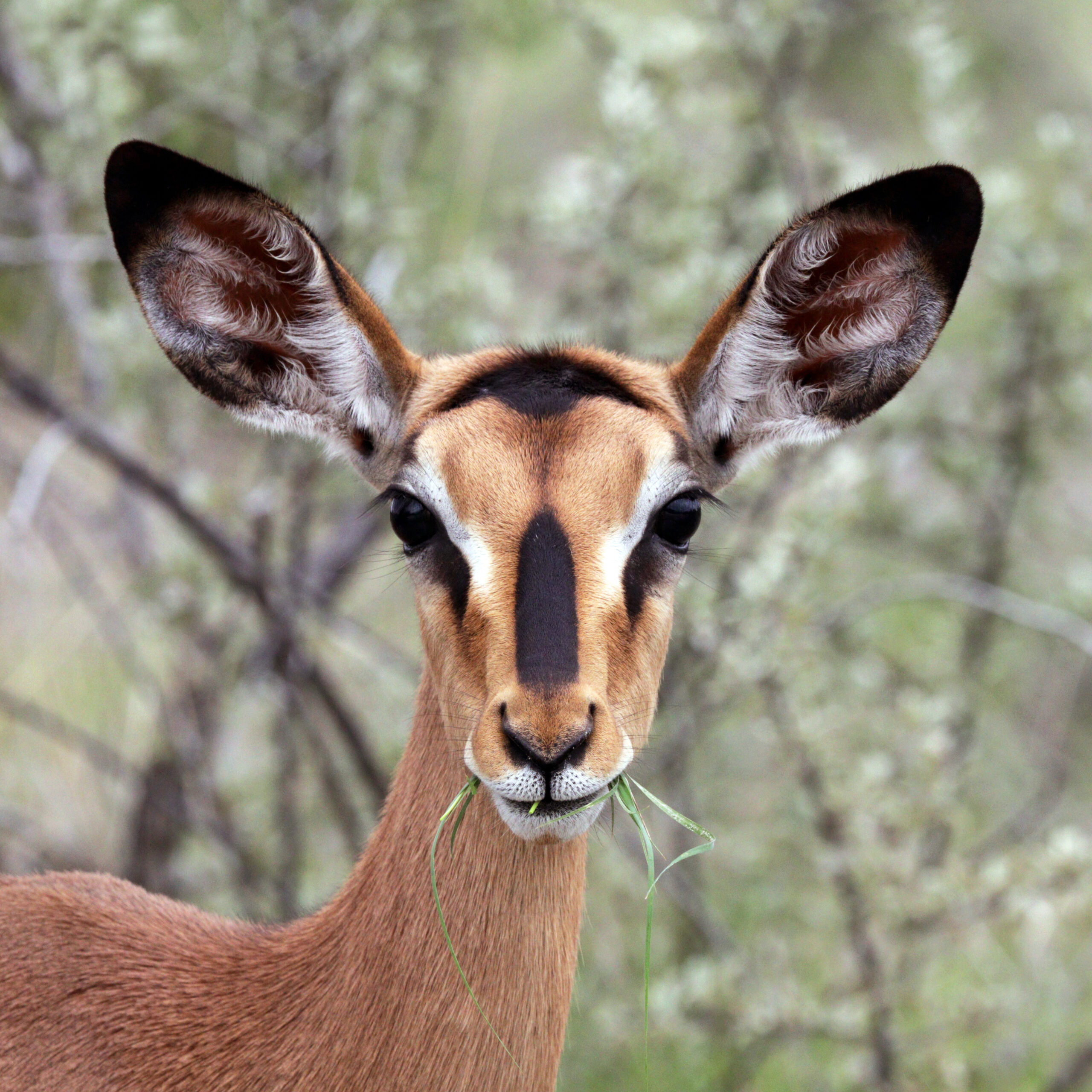 Impala černočelá