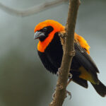 Black-winged_Bishop,_Sakania,_DR_Congo_(5891715708)