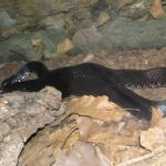 Black_Kingsnake_(Lampropeltis_getula_niger)