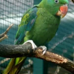 Blauscheitel-Edelpapagei