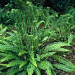 Blechnum_spicant_0014257__24380