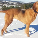 Bloodhound_Erland22