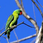 Blue-naped_parrot_-Tanygnathus_lucionensis-8