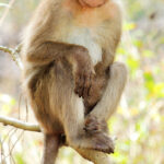 Bonnet_macaque_(Macaca_radiata)_Photograph_By_Shantanu_Kuveskar