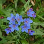 Boraginaceae – Buglossoides ourpurocaerulea