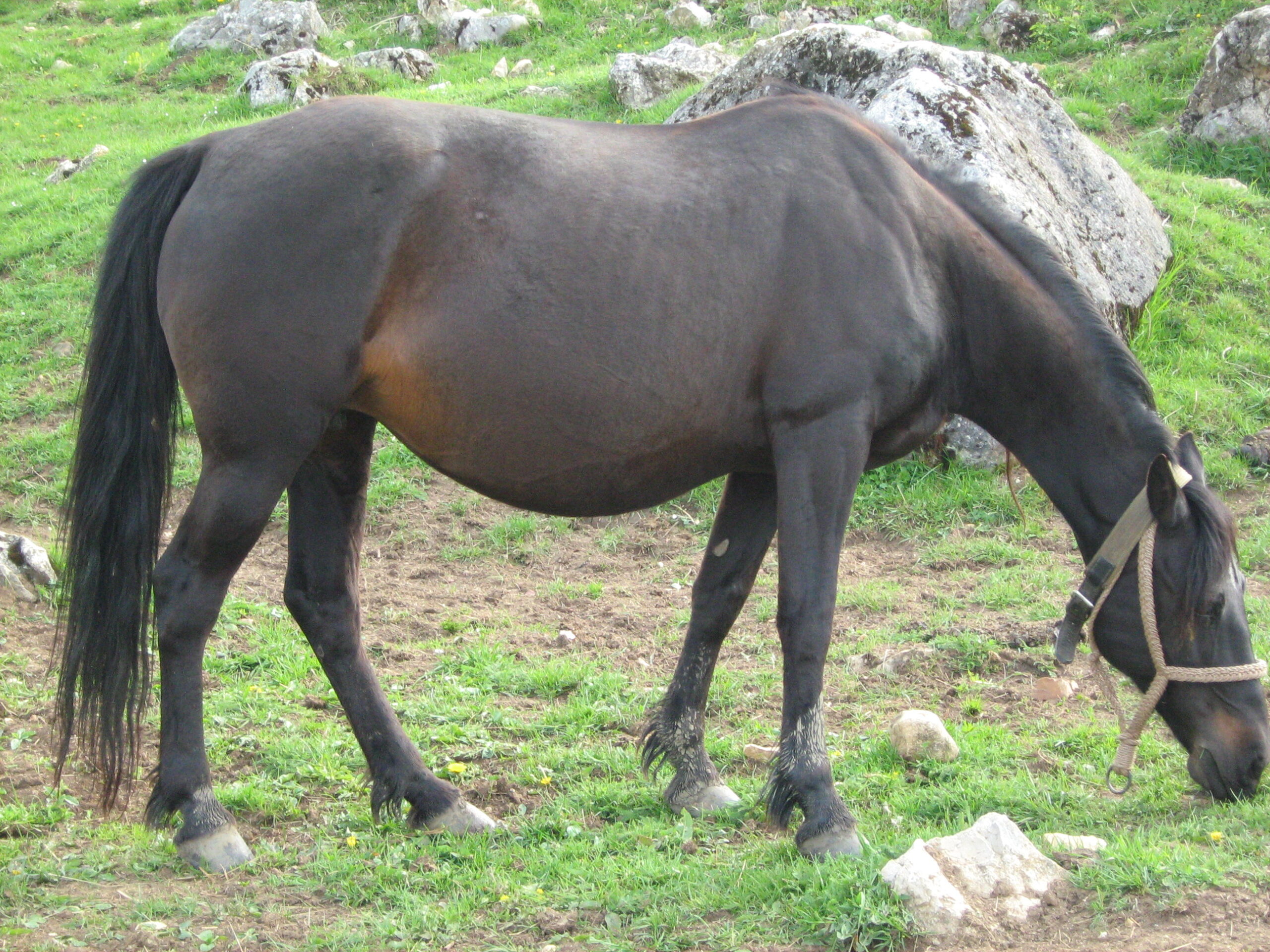 Bosenský horský kůň