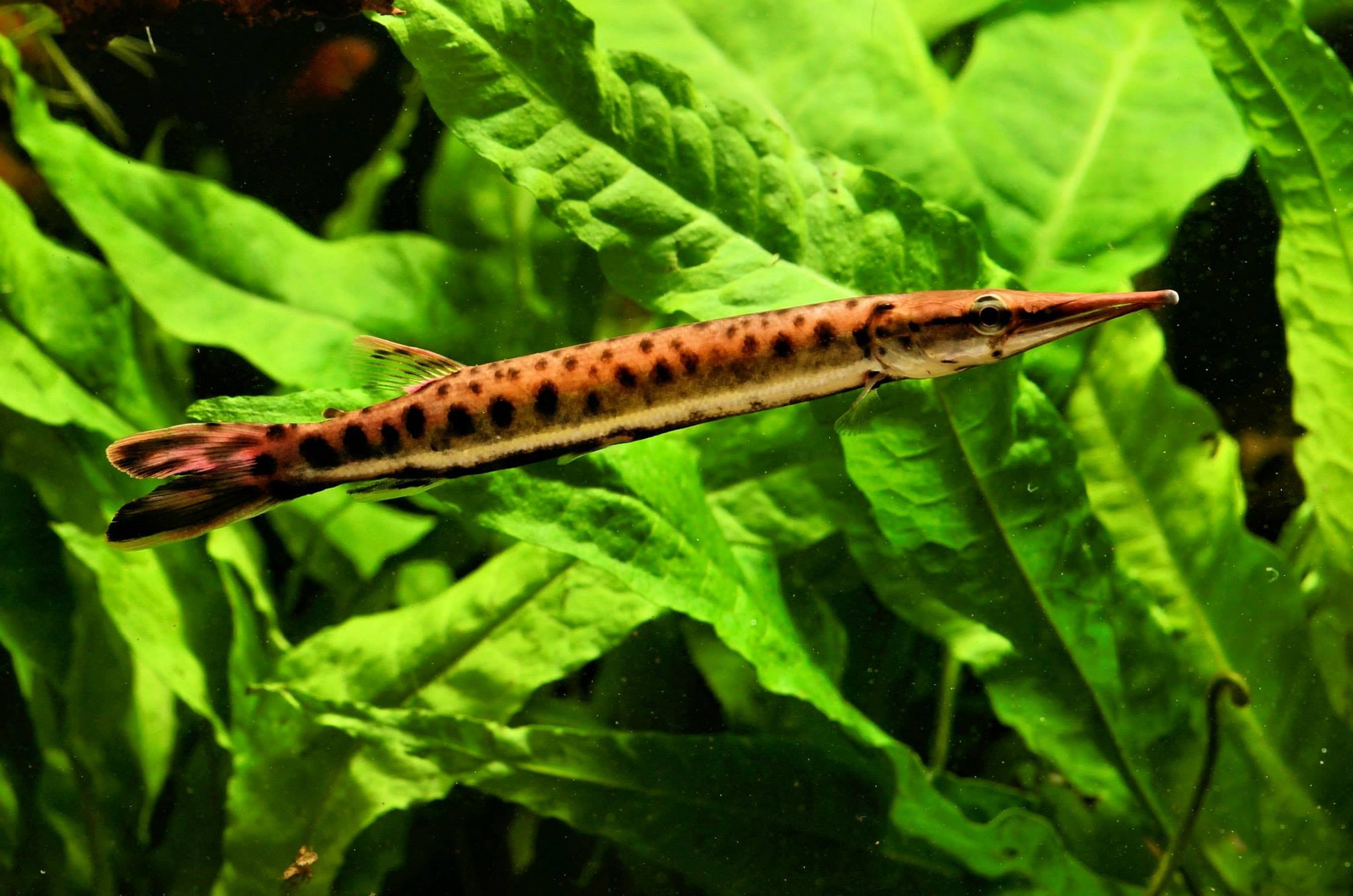 Tetra skvrnitá