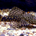Bristlenose_Catfish_700