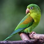 Brotogeris_jugularis_(Perico_broncíneo)_-_Flickr_-_Alejandro_Bayer_(1)