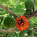 Papírovník čínský Broussonetia papyrifera fruits